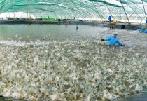 Blog về hiệu quả kỹ thuật nuôi tôm thẻ thâm canh tại Việt Nam — nghiên cứu Wageningen