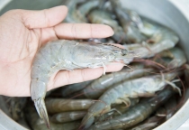 VietGAP và nuôi tôm thẻ chân trắng tại Đồng bằng sông Cửu Long